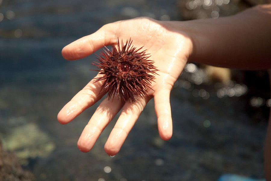 Marine Kit – Coral / Sea Urchin Injury